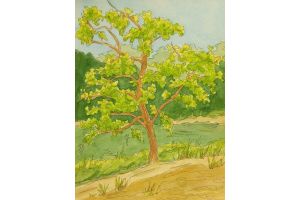 golden-gate-park-tree