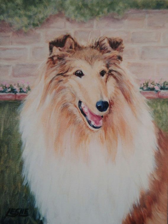 collie